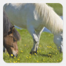 Search for icelandic horses stickers Farm