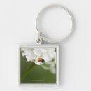 Search for macro key rings Nature