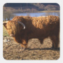 Search for cattle stickers Livestock