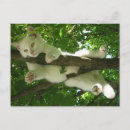 Search for white tree postcards Animal