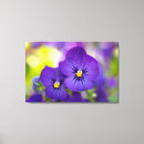 Search for viola canvas prints Pansy