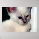 Search for baby blue eye posters Kitty