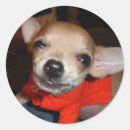 Search for dog sayings stickers Chihuahua