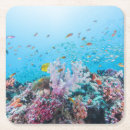 Search for scuba diving coasters Tropical fish