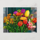 Search for aster horizontal postcards Flowers