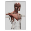 Search for sternum White background