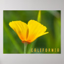 Search for california poppy art Flower