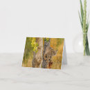 Search for bobcats cards Nature