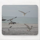 Search for sand mouse mats Birds