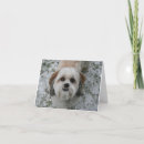 Search for shih tzu christmas cards Winter