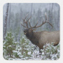 Search for bugle stickers Bull