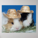 Search for cute guinea pig posters Rodent