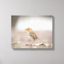 Search for robin canvas prints Songbird