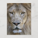 Search for male lions postcards Wildlife