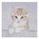 Search for orange tabby posters Kitten