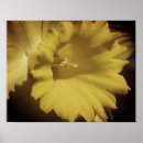 Search for yellow daffodil flowers posters Floral