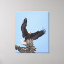 Search for haliaeetus canvas prints Eagle