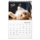 Search for kittens photography Cute