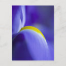 Search for purple iris stamp postcards Colourful