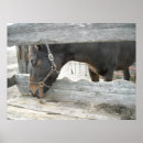 Search for farm humour posters Horse