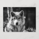 Search for black white wolf postcards Nature