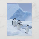 Search for 4 penguins postcards Seabird