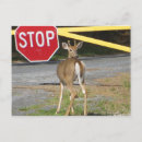 Search for buck stop Deer