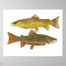 Search for brook trout art Rainbow