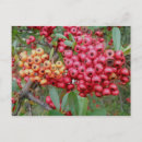 Search for december postcards Floral