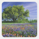 Search for paintbrush stickers Wildflower