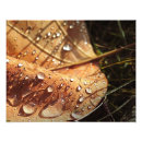 Search for water drops leafs posters Rain