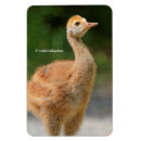 Search for sandhill magnets Birds
