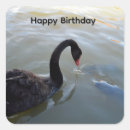 Search for black swan stickers Bird