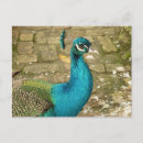 Search for peafowl postcards Green