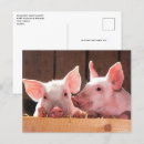 Search for cute piglets postcards Small