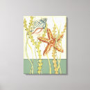 Search for seashells sea shells canvas prints Conch