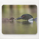 Search for feeding mouse mats Baby