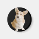 Search for corgis magnets Cute