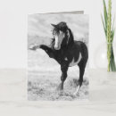 Search for white stallion cards Horse