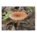 Search for toadstool photography Nature