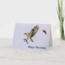 Search for osprey bird cards Raptor