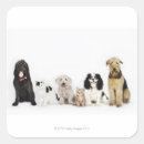 Search for loyalty stickers Domestic animals