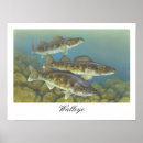 Search for walleye art Outdoors