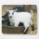 Search for goats electronics Kids