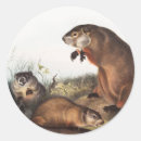 Search for woodchucks stickers Wildlife