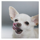 Search for dog tiles Animals