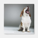 Search for breed magnets Animals