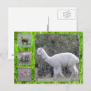 Search for ruminant Sheep