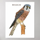 Search for kestrel art Raptor