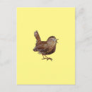 Search for bird lover postcards Wren